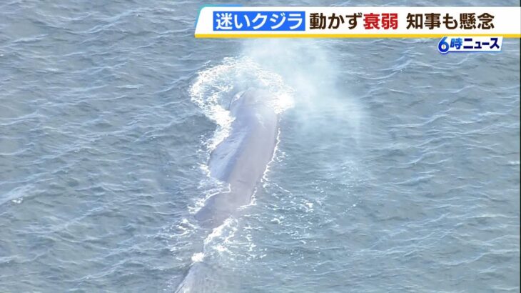 大阪湾にクジラが迷い込む　2年連続2回目
