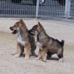 【四国犬】犬にかまれた12人、衝撃の公園事件：群馬の公園で犬に襲われた子ども