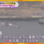 吉村知事さん「海に戻すよりも費用かさまない」死んだクジラは“埋設”で決定