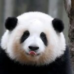 【🐼】大晦日の夜にパンダ「ホーファ」が屋外に置き去り　飼育員が解雇　中国・四川省