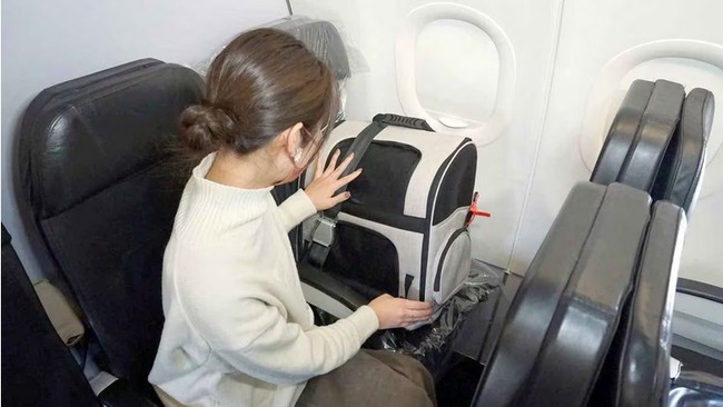 JAL、ペットの客室内への同伴搭乗を検討