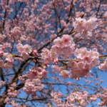 早咲き桜【3月9日から3月17日】埼玉「坂戸にっさい桜まつり」春の風物詩が賑やかに：近隣市町のキャラクター大集合