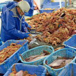 25歳・松葉ガニ漁師の月給250万円 出勤日数は月に「たった9日」