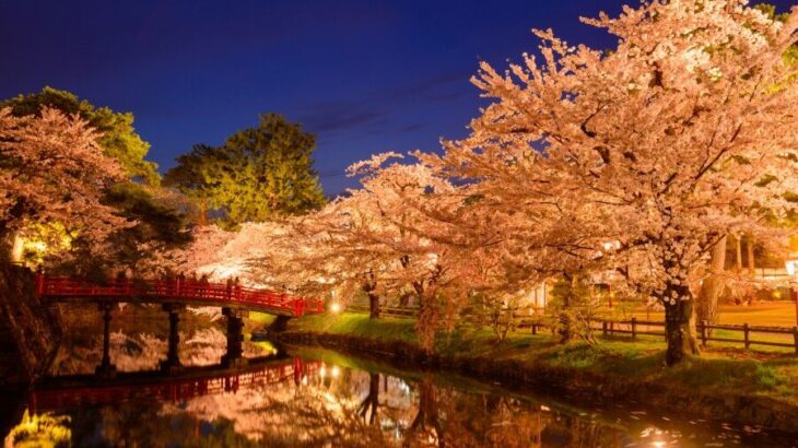 「国の天然記念物」近ければ是非行ってほしい【日本三大桜＆日本五大桜】見逃せない桜の美しさ！一度は訪れたい名所