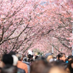 【中央日報】 ソウル汝矣島、日本の桜をなくす…韓国品種に植え替えへ