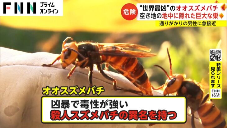 【衝撃】スズメバチ駆除で150万円請求!? トラブルが急増中の害虫駆除業界とは？