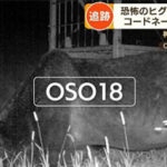 【北海道】第二の「オソ」か　牛4頭死亡、クマに襲われた可能性　別海町
