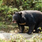 クマに襲われた秋田の警官、鼻が半分取れる