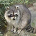 (ヽ´ん`)「1歳の頃からアライグマのぬいぐるみと寝てる。…見せてやるけど馬鹿にすんなよ」