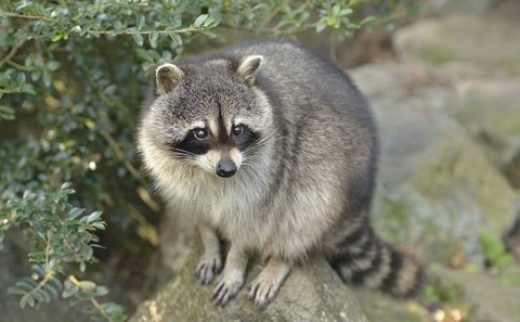 (ヽ´ん`)「1歳の頃からアライグマのぬいぐるみと寝てる。…見せてやるけど馬鹿にすんなよ」