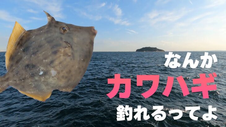 ルアー釣り好きにおすすめ！横須賀市海辺つり公園でのカワハギ釣り情報
