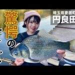 「円良田湖での釣果大公開！ヘラブナ釣りの楽しみ方」