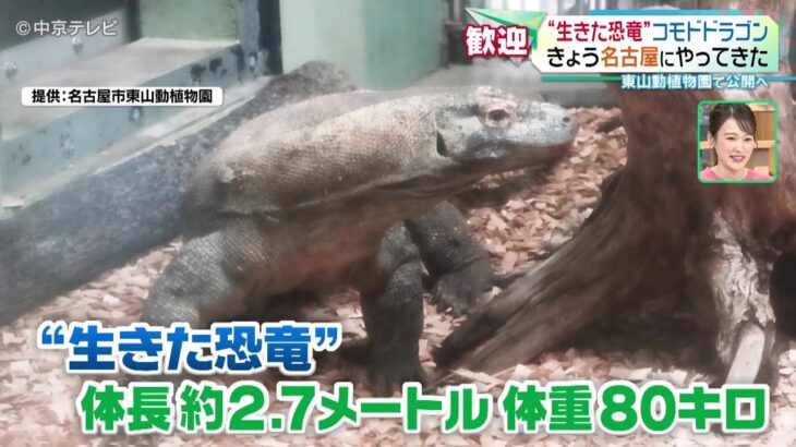 コモドドラゴンが名古屋に上陸、日本では見れる唯一のドラゴンに