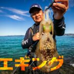 美味しいイカの釣り方を徹底解説！山陰で楽しむ釣りの楽しみ方