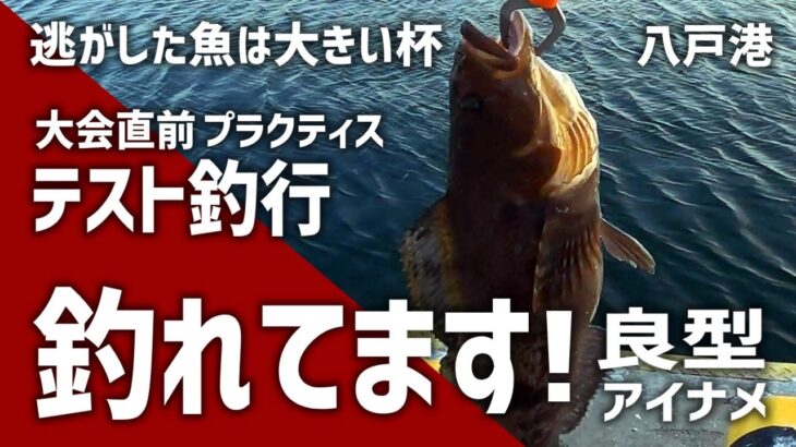 和歌山・大川漁港での週間投げ釣り情報！大型アブラメが44センチも！