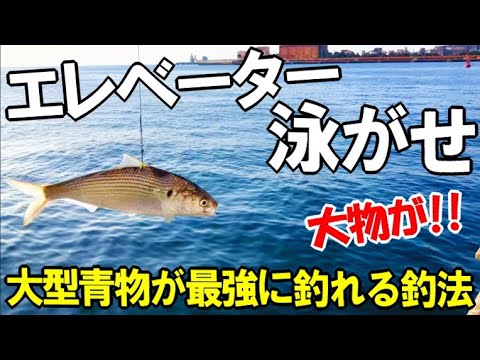 初心者でも簡単に大物が釣れる!? 泳がせ釣りのテクニックとは？