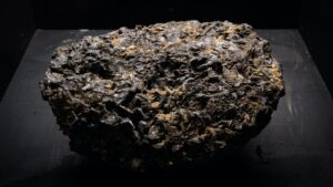 マッコウクジラの腸内に発生する結石、貴重な「竜涎香」、沖縄の海岸で見つかる　268グラムで442万円