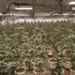 大麻草約1500株 営利目的で栽培か ベトナム国籍の6人逮捕