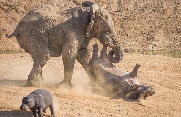 【動画】ゾウさん、想像以上に力持ちだった・・・・！