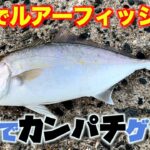 陸っぱりライトルアー釣りで20cm級ショゴ（カンパチ）が入れ食い！南伊豆の穴場スポットを紹介