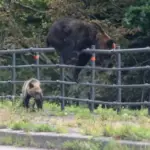 ヒグマに襲われたか　犬3匹死ぬ　奈井江の飼育施設