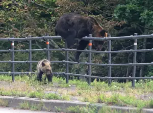 ヒグマに襲われたか　犬3匹死ぬ　奈井江の飼育施設