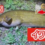 「琵琶湖でのウナギ釣り、6連続ボウズ！珍魚・イワトコナマズGET！」