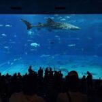 一人動物園、一人植物園、一人水族館、一人美術館、一人映画館←この中で最も難易度が高い行為