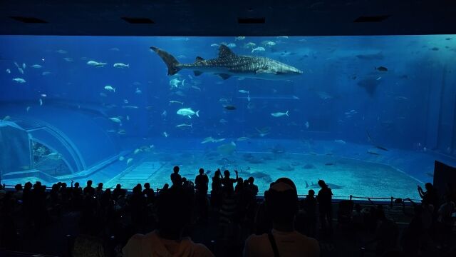 一人動物園、一人植物園、一人水族館、一人美術館、一人映画館←この中で最も難易度が高い行為