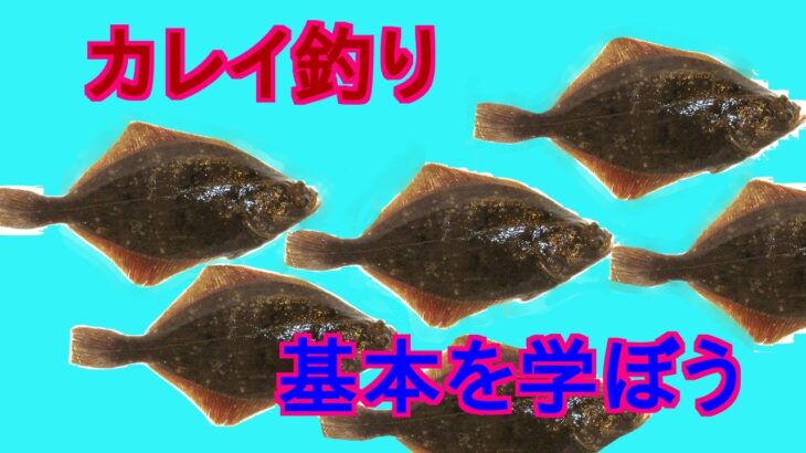 アオイソメの房掛けでのぶっこみ釣りは必見！オススメの釣りスポットも紹介