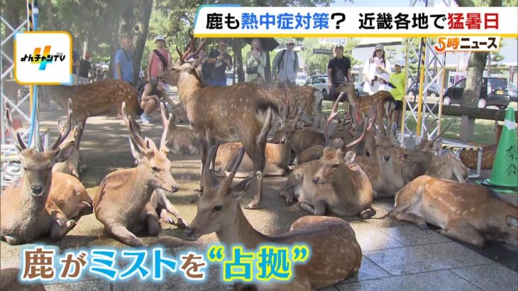 奈良公園のミスト🦌に占拠される