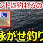 “残念な”と思われがちなウグイ、実は意外な魅力がある！