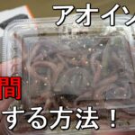 「アオイソメはどんな釣り方でも使える！その使い方と効果を解説」