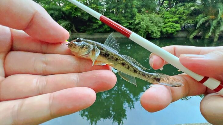 初心者向け！ミャク釣り講座で簡単に始めよう！