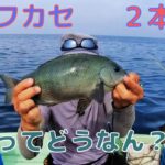 鹿児島の絶景海域で楽しむ船釣り体験！良型マダイが獲れる秘訣とは？