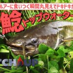 「水面爆発で大興奮！昼間に狙うナマズのルアー釣りの魅力」