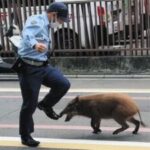 住宅街でイノシシに体当たりされ女性重傷か　犬の散歩中、転倒し腕を骨折