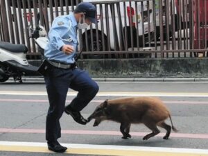 住宅街でイノシシに体当たりされ女性重傷か　犬の散歩中、転倒し腕を骨折