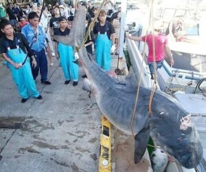 最大は491キロ！　サメ92尾を駆除　獲物や漁具を奪う「天敵」　沖縄・八重山漁協、産卵期を狙い実施