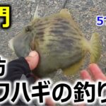 堤防から狙う！カワハギ釣りの釣果を倍増させる3つの秘訣