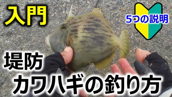 堤防から狙う！カワハギ釣りの釣果を倍増させる3つの秘訣