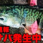 「大阪での粘りの釣行、4回目でついに大サバ3匹ゲット！」