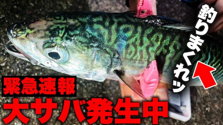 「大阪での粘りの釣行、4回目でついに大サバ3匹ゲット！」