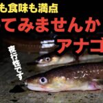 アナゴチャンネル流！釣果倍増のアナゴ釣り5つの秘訣