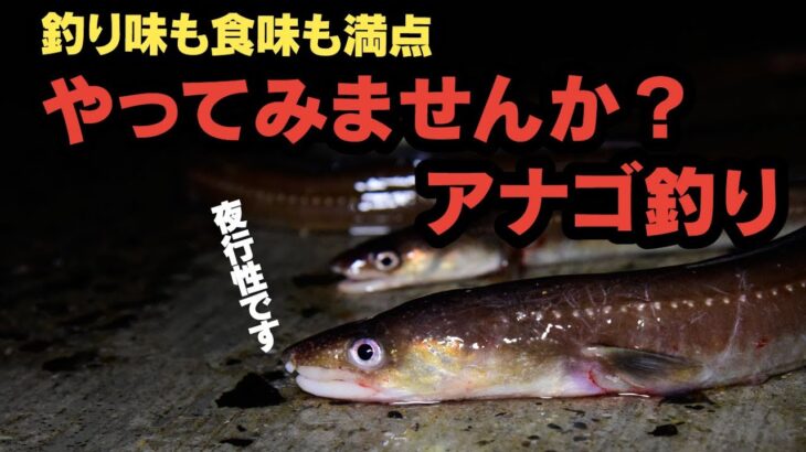 アナゴチャンネル流！釣果倍増のアナゴ釣り5つの秘訣