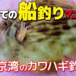 愛知の伊良湖で良型カワハギが続々と釣れる！