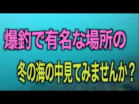 北陸路沿いで見られる良型カレイの釣果に釣り人たちが賑わう