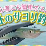 パン粉入りのまきエサが奏功？羽根港でのサヨリ釣りのヒント