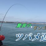 釣り速報！三重で楽しむダンゴ釣りのマダイとクロダイ事情