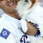 【画像】大谷の犬、かわいすぎる